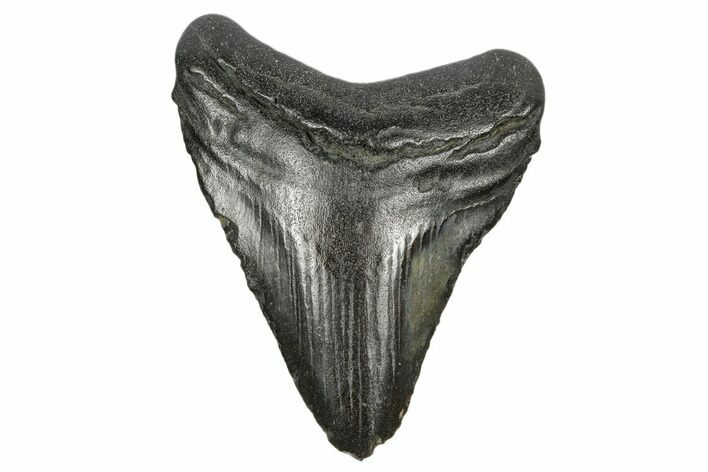 Juvenile Megalodon Tooth - South Carolina #170561